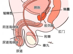 男性生殖图片大全大图-男性生殖图片大全大图：探索男性生殖系统的奥秘