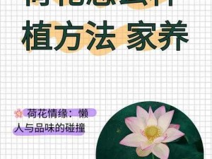 解锁迷你世界荷花制作秘诀：探秘地图中的荷花种植与解锁攻略