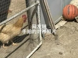 踩鸡篮球瞬间截图预览：热血运动中的精彩瞬间一网打尽