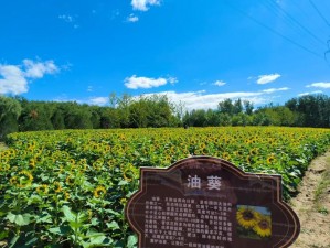 旅葵：探寻自然之美，领略生态之旅的独特魅力