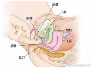 荫蒂添的喷水 A 片——女性性福的秘密武器