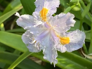 花蝴蝶看片野草播放视频花_花蝴蝶看片野草播放视频花，它是如何做到的？