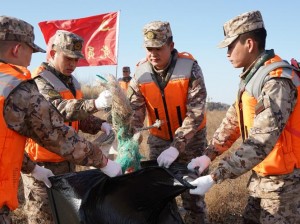 秦皇岛海防民警无私守护，救援行动热潮涌动中的野生动物救援纪实