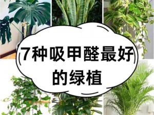 老中医帮吸出毒——天然植物提取，温和不刺激，排出体内毒素