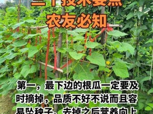 把黄瓜慢慢推进去啊…啊,如何优雅地将黄瓜慢慢推进去？