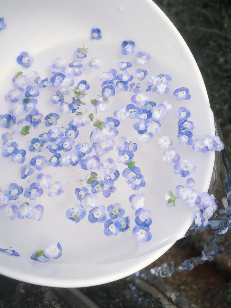 花舞剑影织梦霓,剑心花语牵梦绕结局攻略全解析