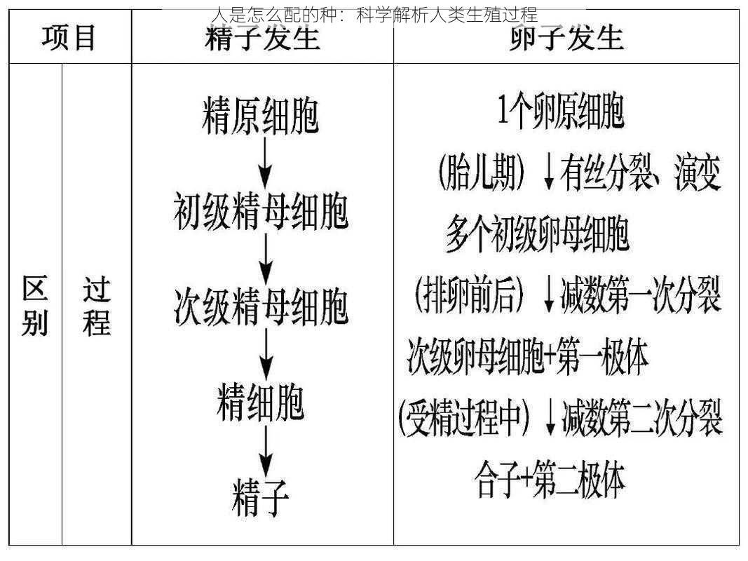 人是怎么配的种：科学解析人类生殖过程