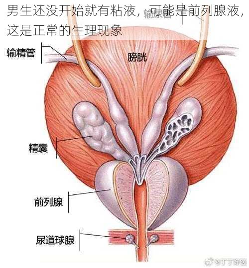 男生还没开始就有粘液，可能是前列腺液，这是正常的生理现象