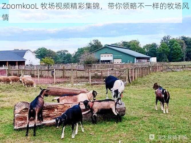 ZoomkooL 牧场视频精彩集锦，带你领略不一样的牧场风情