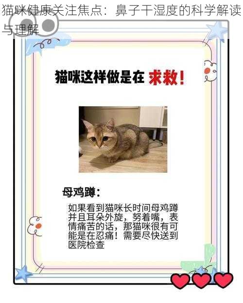 猫咪健康关注焦点：鼻子干湿度的科学解读与理解