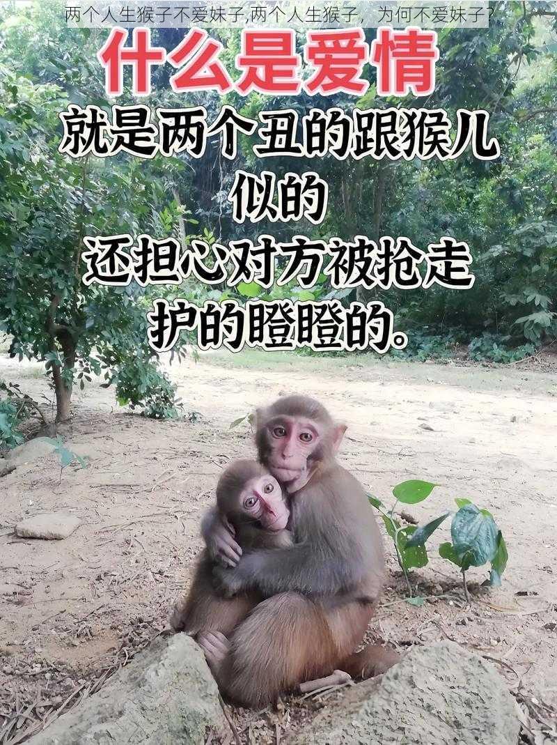 两个人生猴子不爱妹子,两个人生猴子，为何不爱妹子？