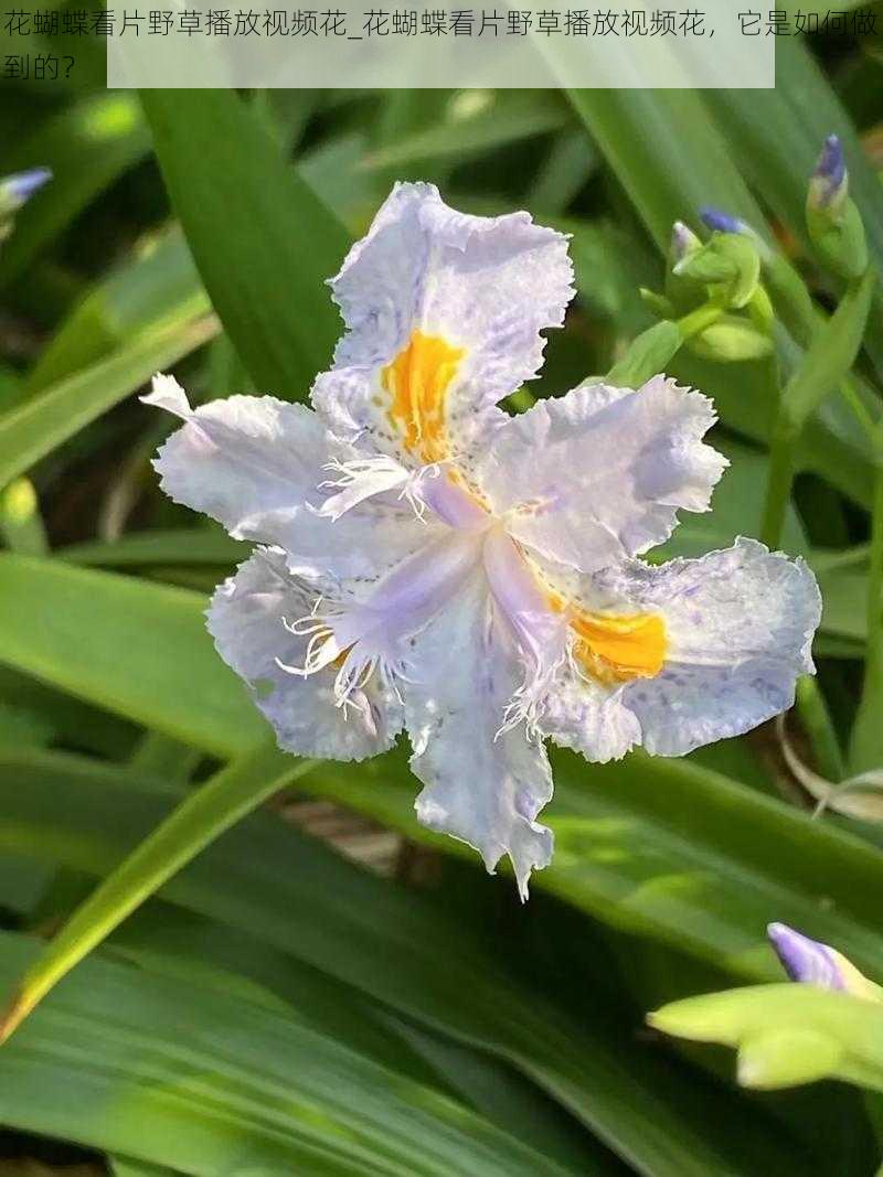 花蝴蝶看片野草播放视频花_花蝴蝶看片野草播放视频花，它是如何做到的？