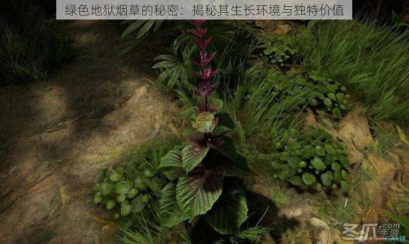 绿色地狱烟草的秘密：揭秘其生长环境与独特价值