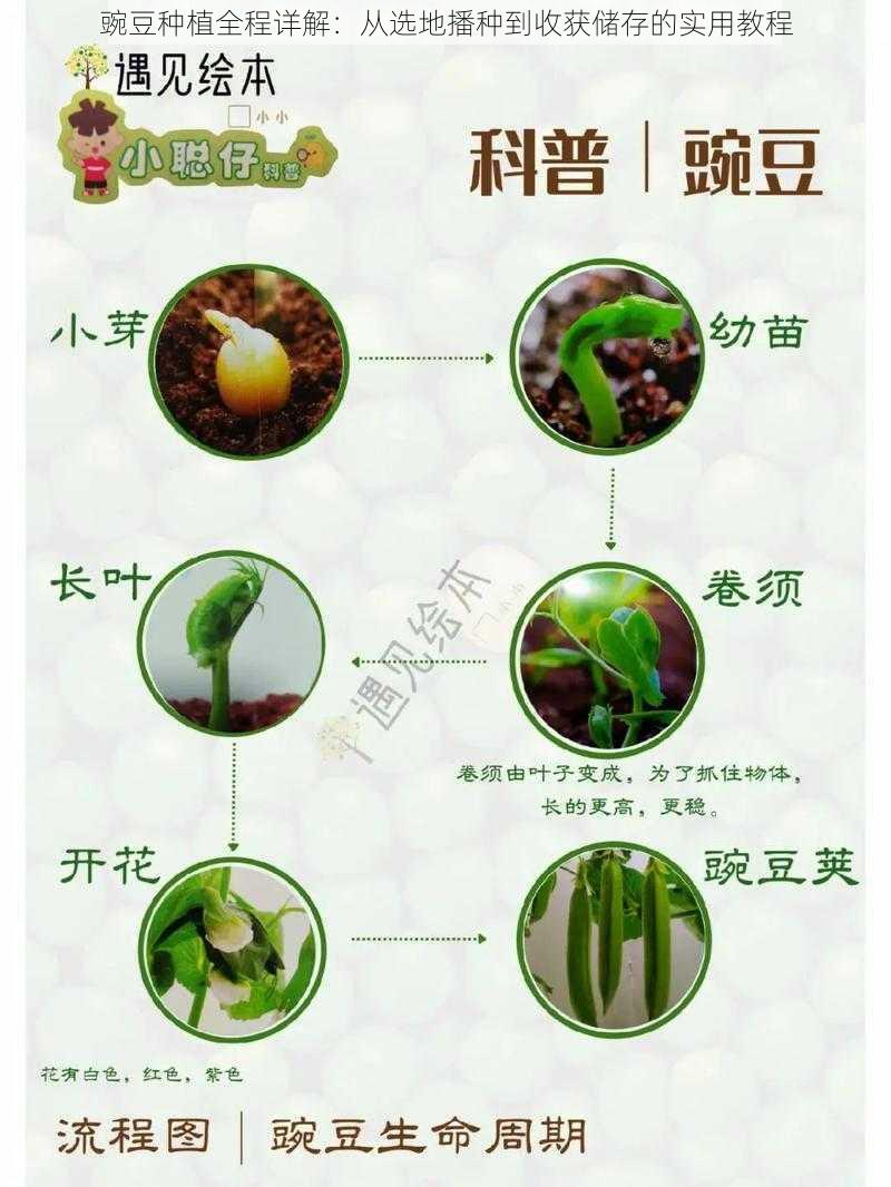 豌豆种植全程详解：从选地播种到收获储存的实用教程