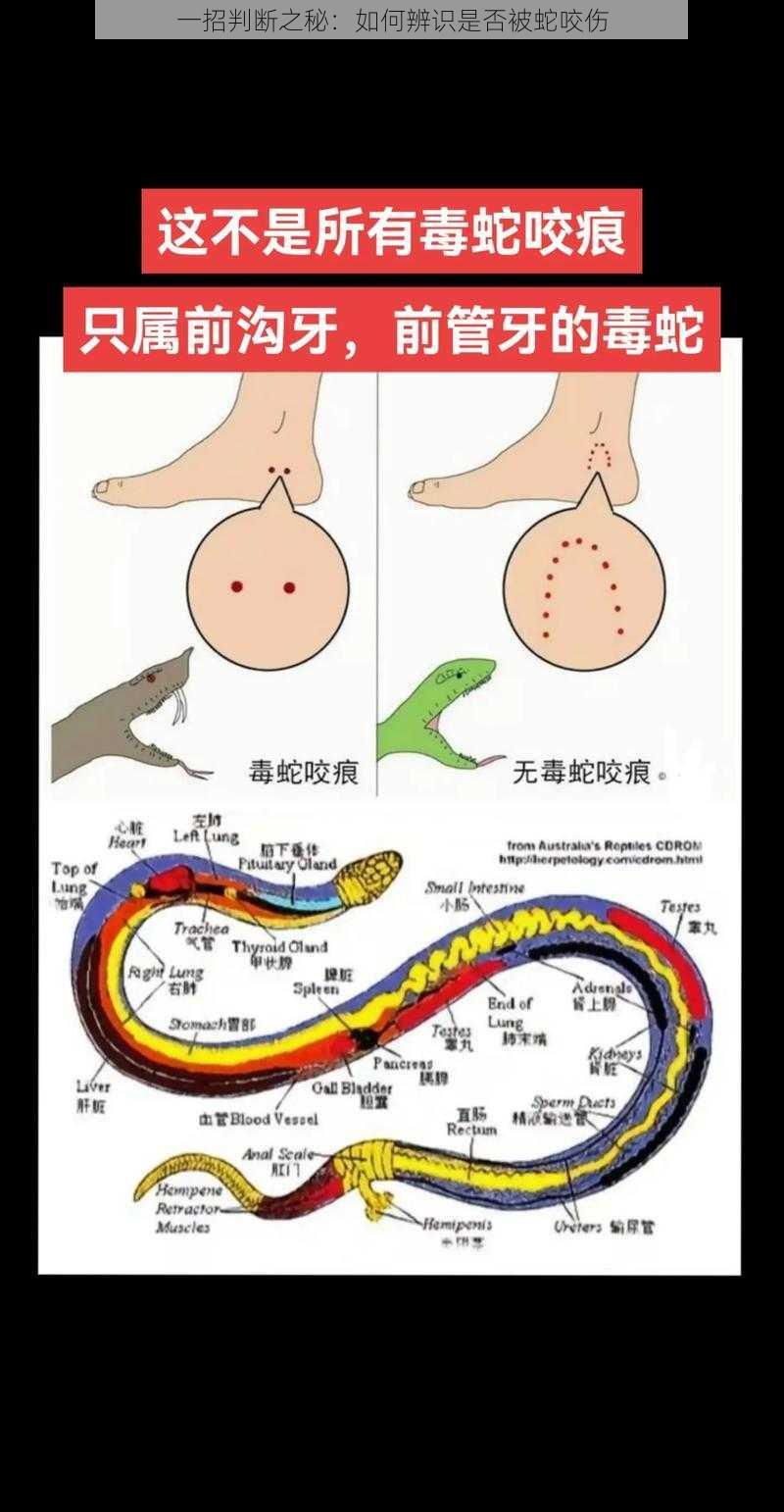 一招判断之秘：如何辨识是否被蛇咬伤