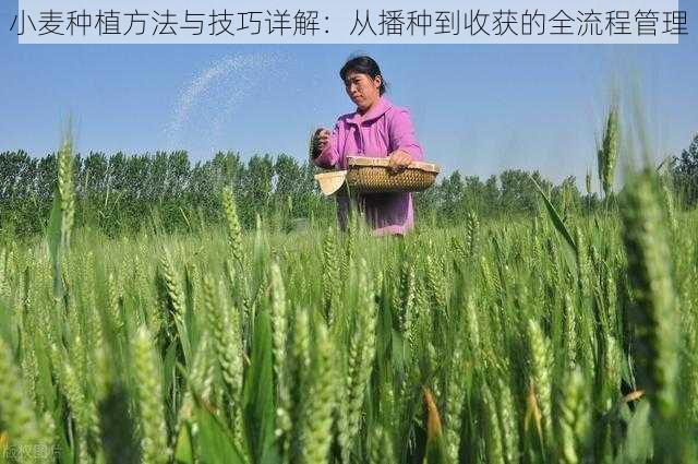 小麦种植方法与技巧详解：从播种到收获的全流程管理