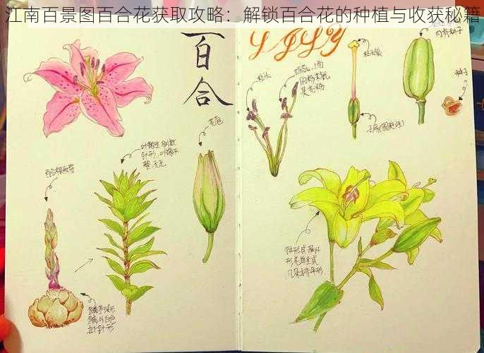 江南百景图百合花获取攻略：解锁百合花的种植与收获秘籍